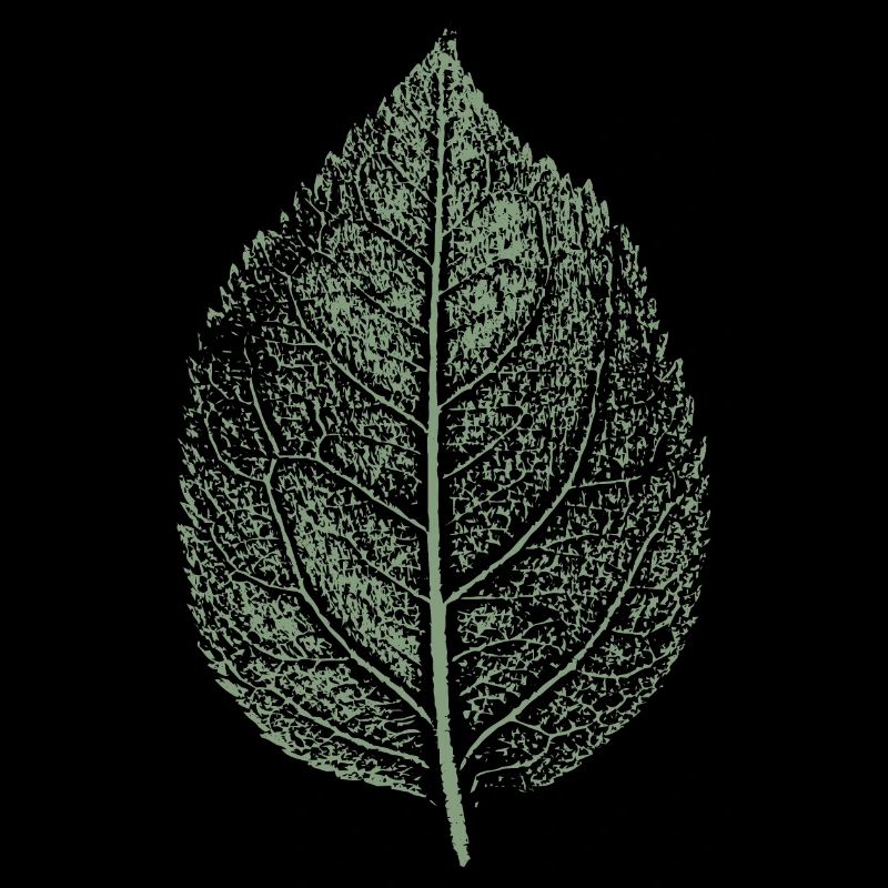 Blatt Apfel / Apfelbaum