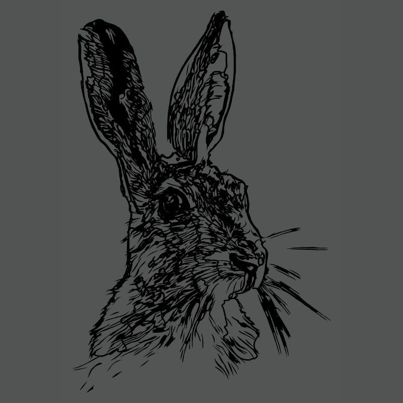 Hase oder Feldhase Strichzeichnung
