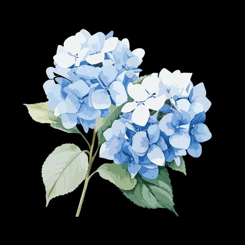 Hydrangea