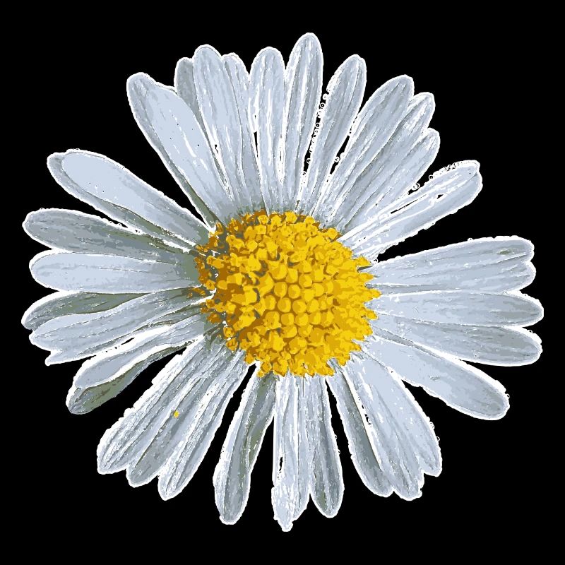 Blume Blüte Gänseblümchen Blumen Design