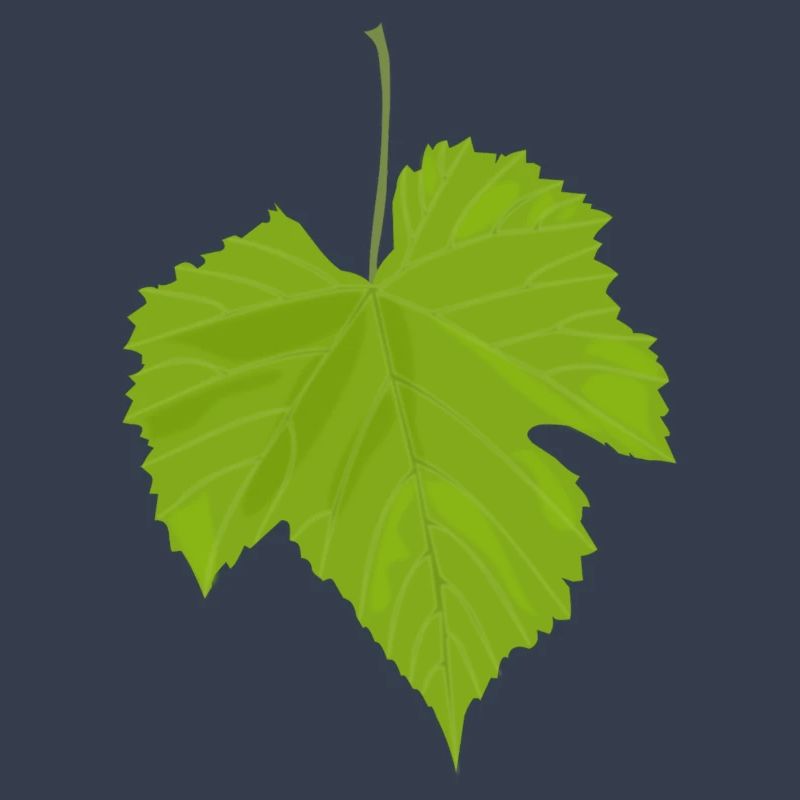 Maple leaf