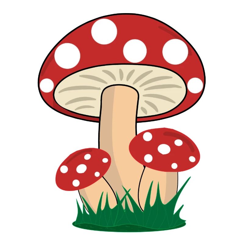Mushrooms toadstools boletus forest mushroom picking