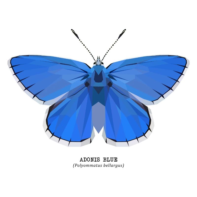 Adonis Blue