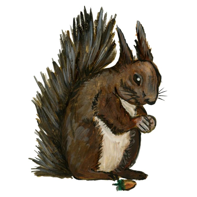 squirrel squirrel eichhörnchen esquilo hazelnut