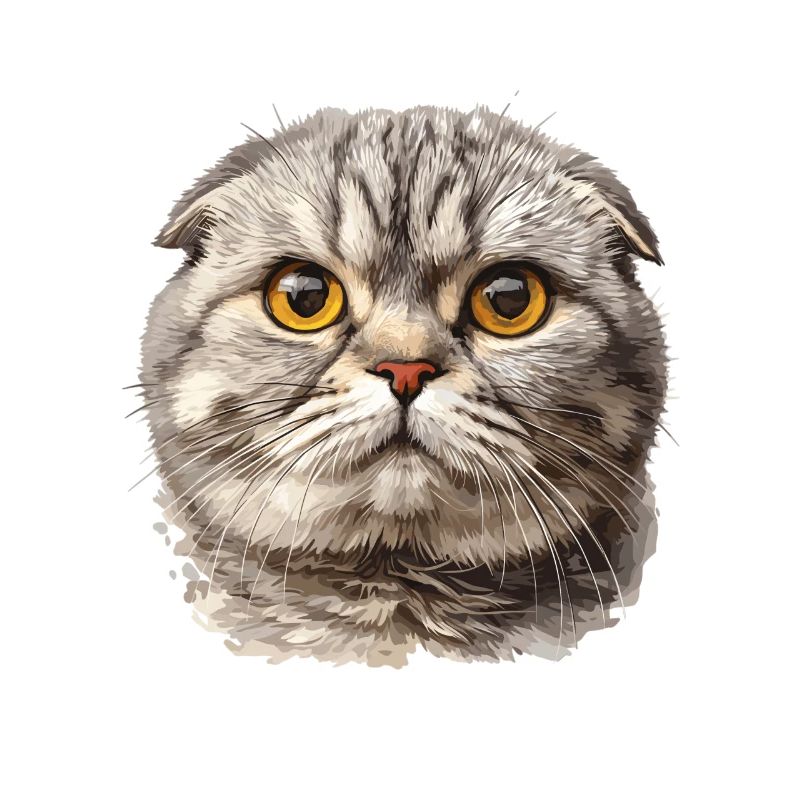 Scottish Fold Kätzchen Scottish Fold Katze