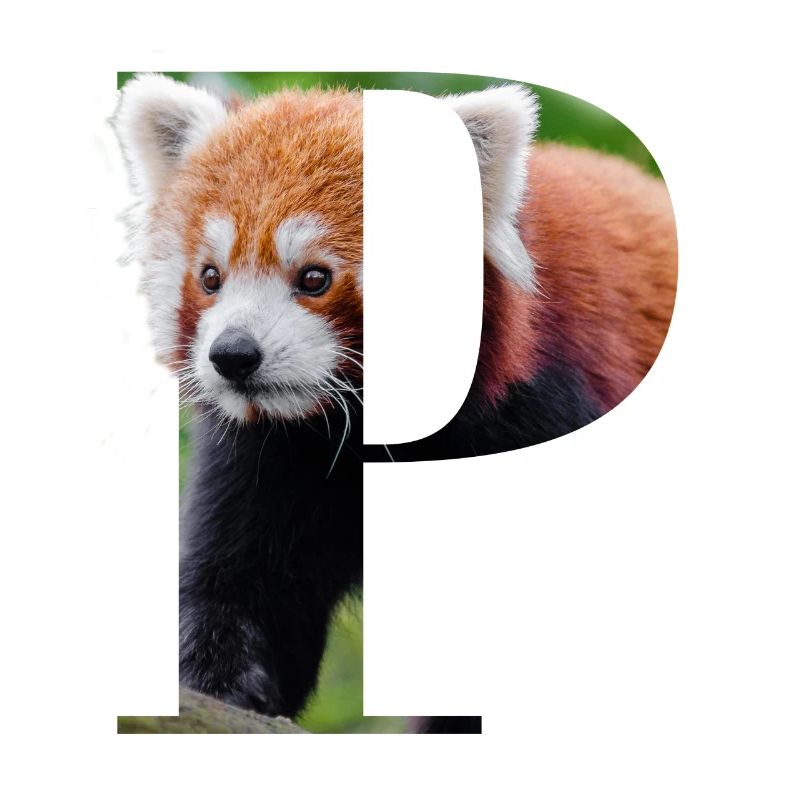 Panda Rot