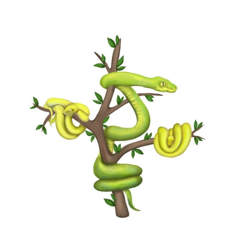 Le Python vert - Python arborescent