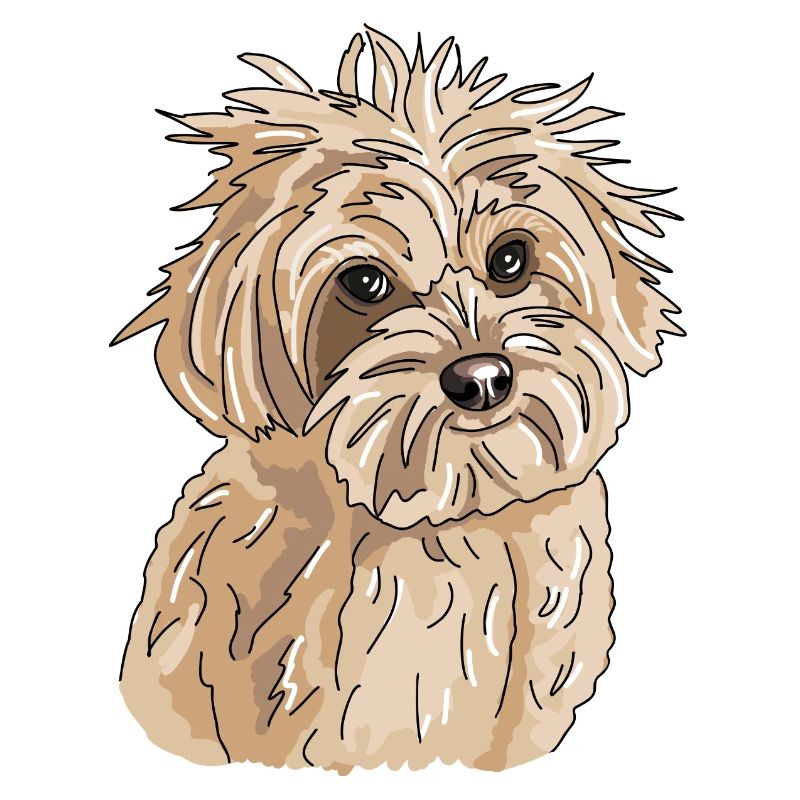 Havanese