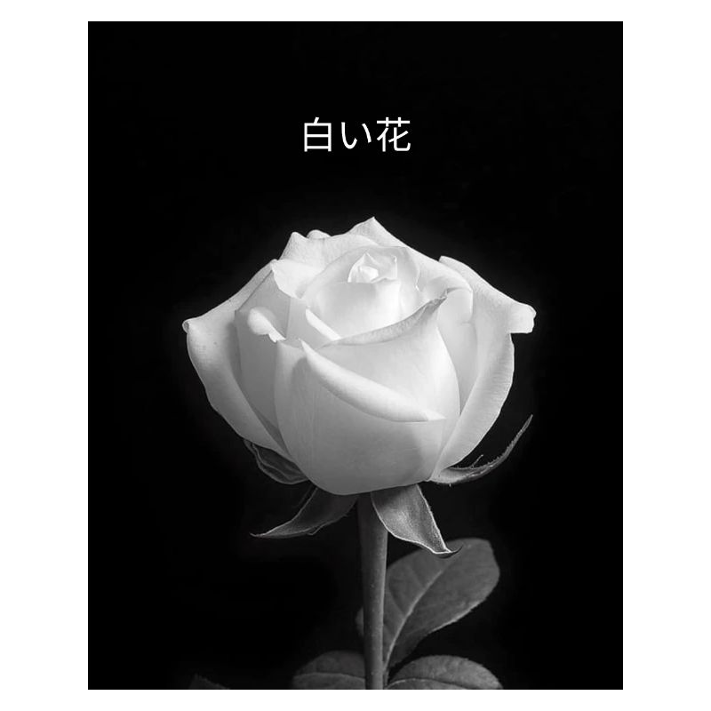 Shiroi hana - Conception de fleurs blanches