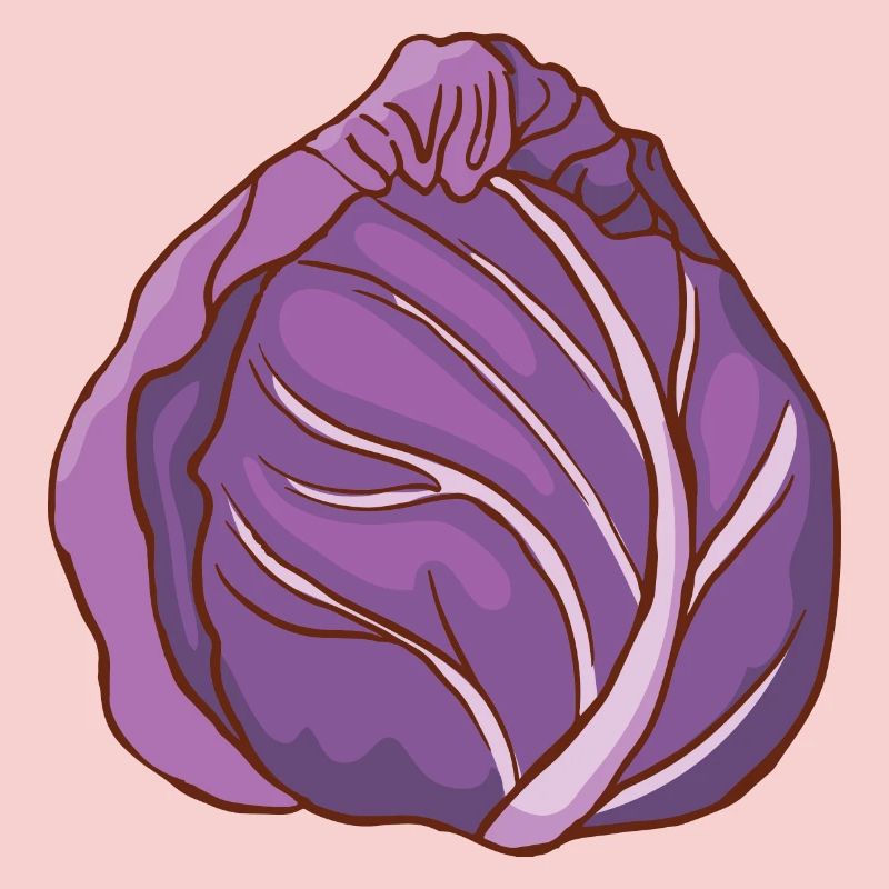 Red cabbage head Blue cabbage red cabbage Blue cabbage
