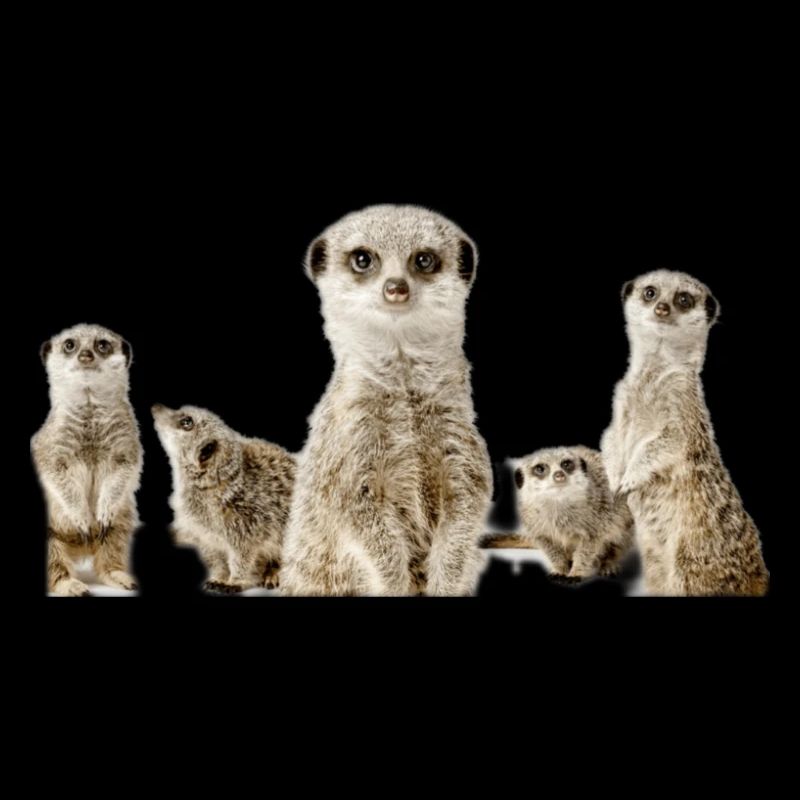 Erdmännchen
