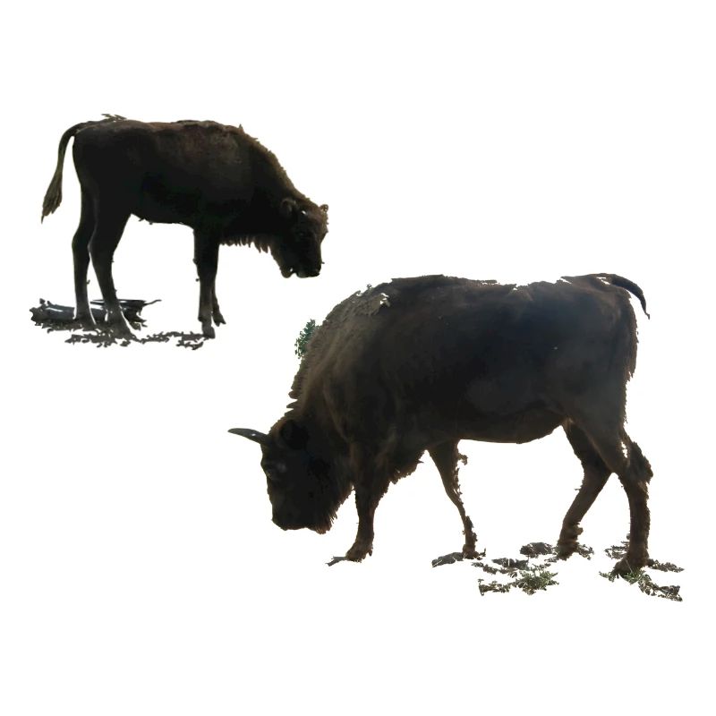 Bison with young animal