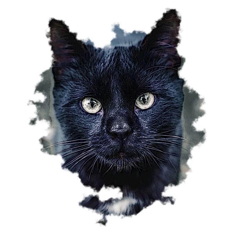 blackcat/ black cat