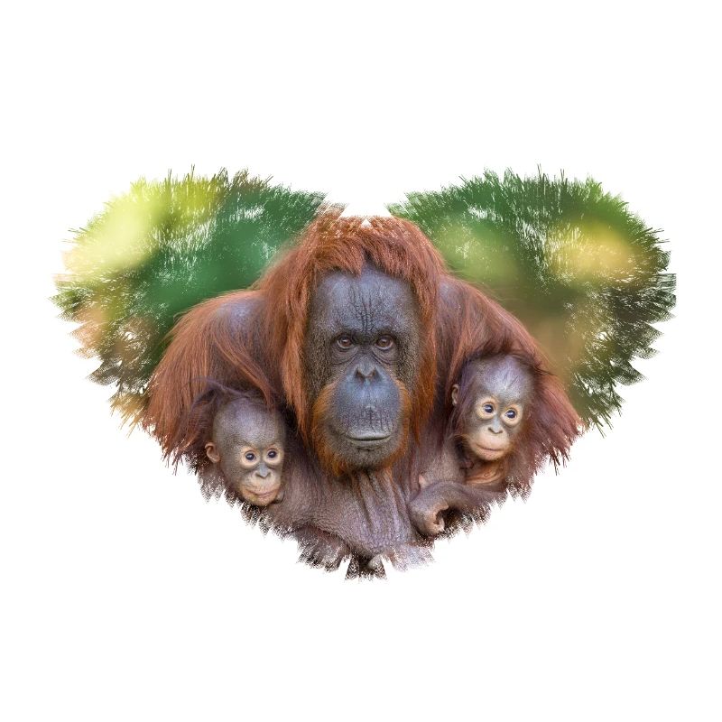 Orangutan Mum Watching Over Two Babies