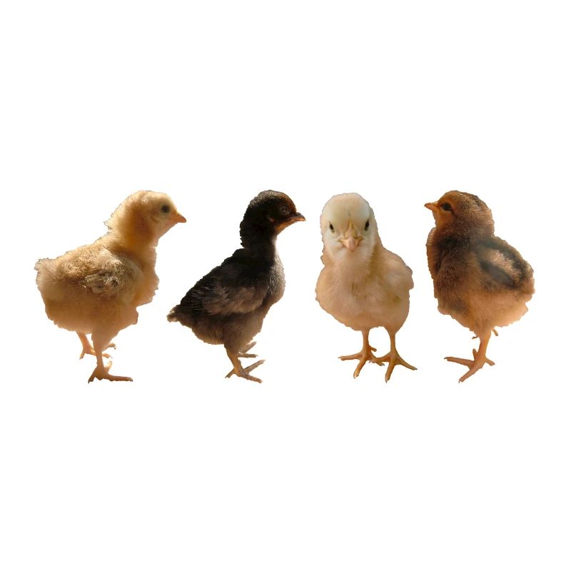 Chick