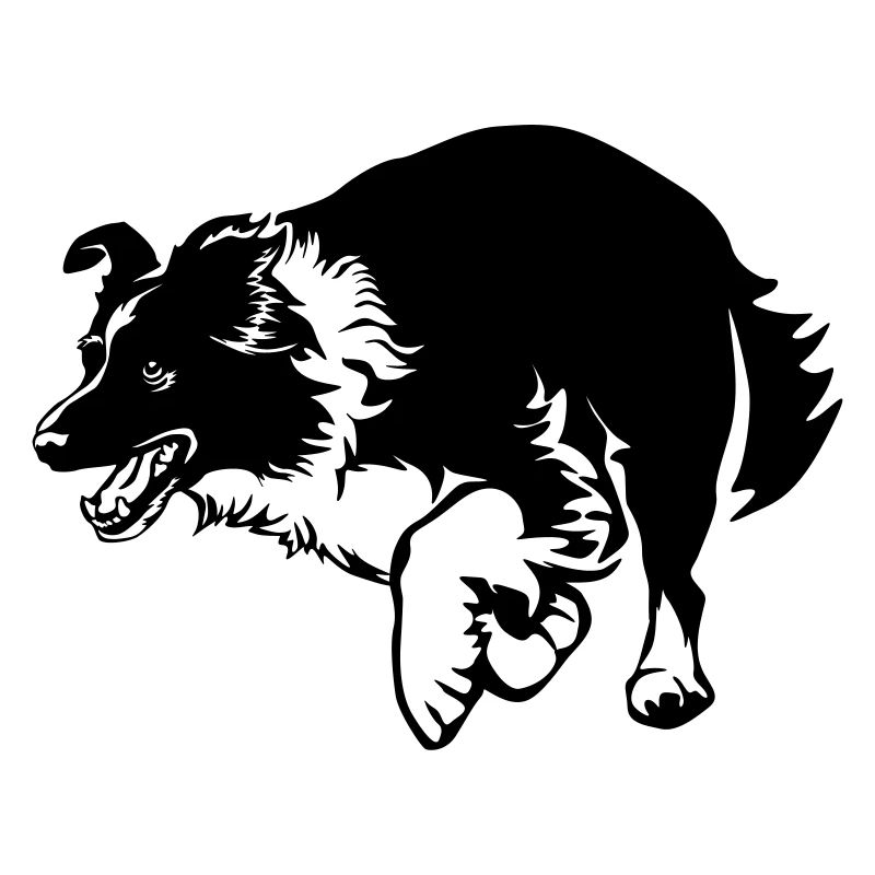 Border Collie