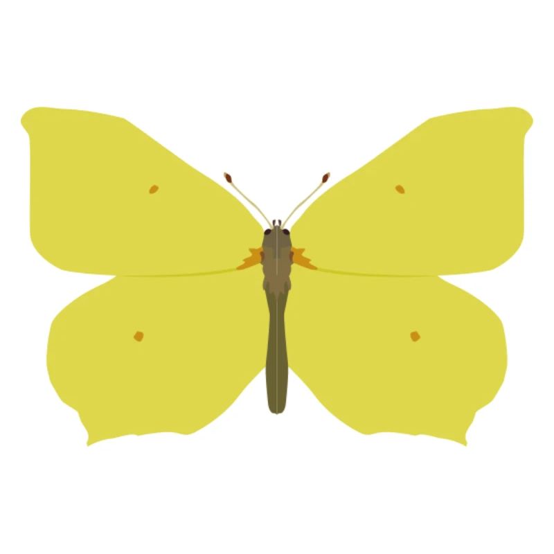 Papillons : Le papillon citron