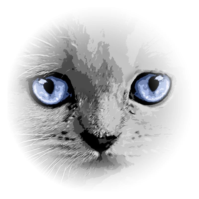 Kitty Kitten Cat