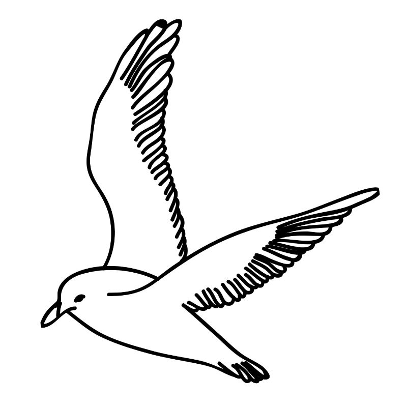 Möwe