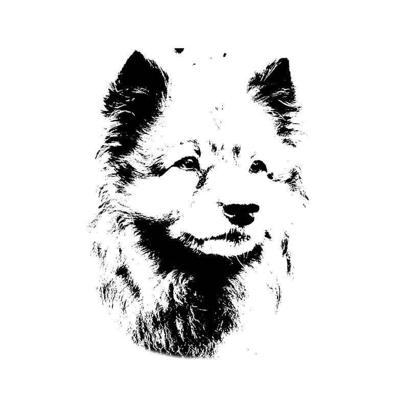 Wolfsspitz dog
