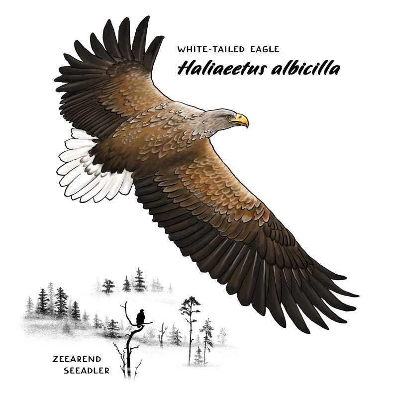 European white-tailed eagle