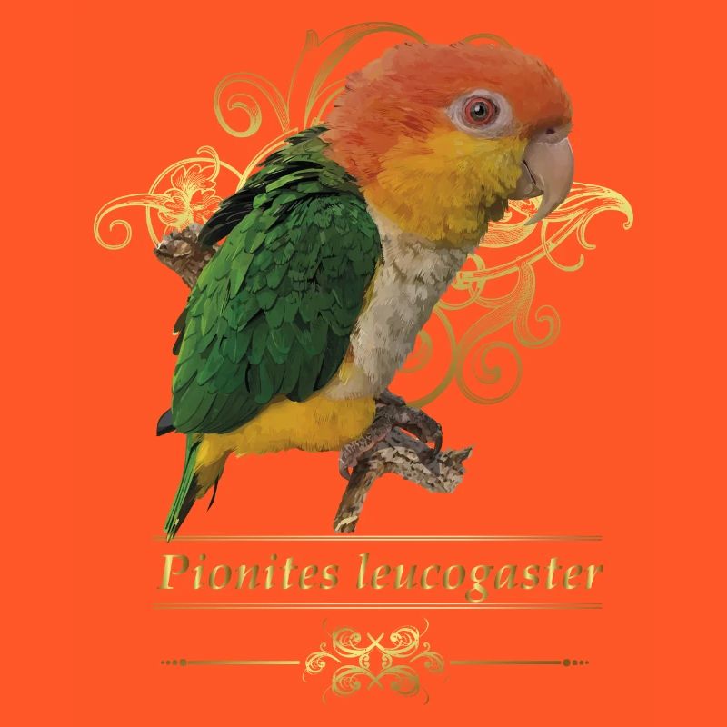 Der orangeköpfige Caique