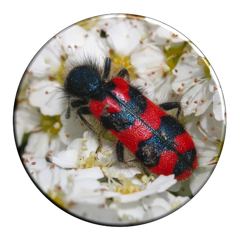 The bee beetle or beewolf