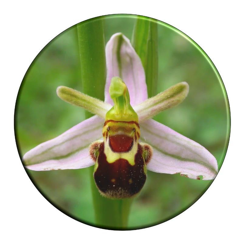 L’orchidée abeille est une orchidée indigène