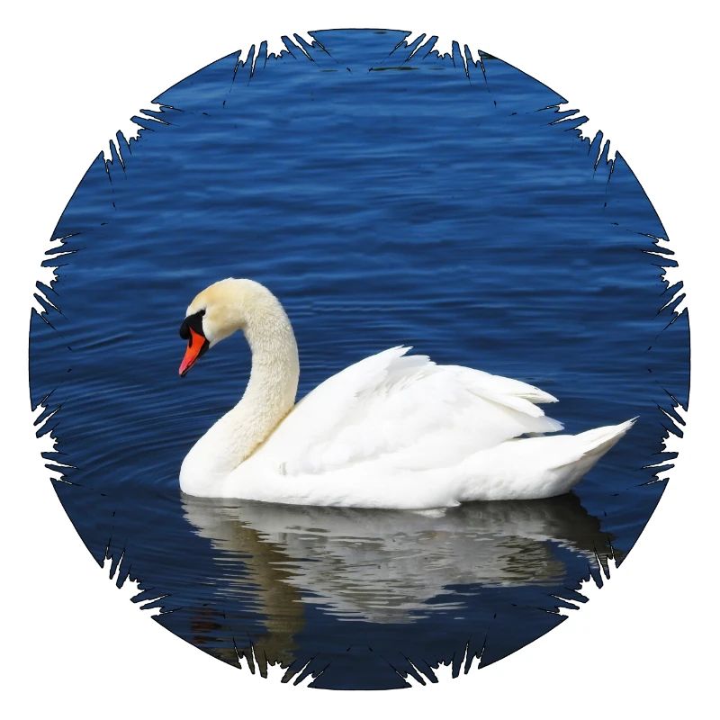 Anmutiger Höckerschwan