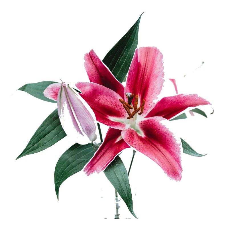rosa Lilie