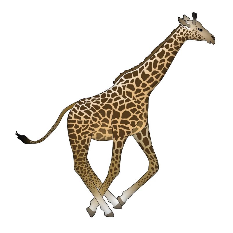 Giraffe rennt