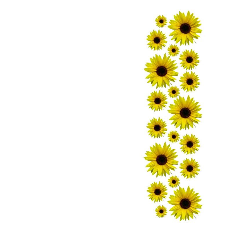 Sonnenblumen, Sonnenblume, Blumen, Blüten, floral