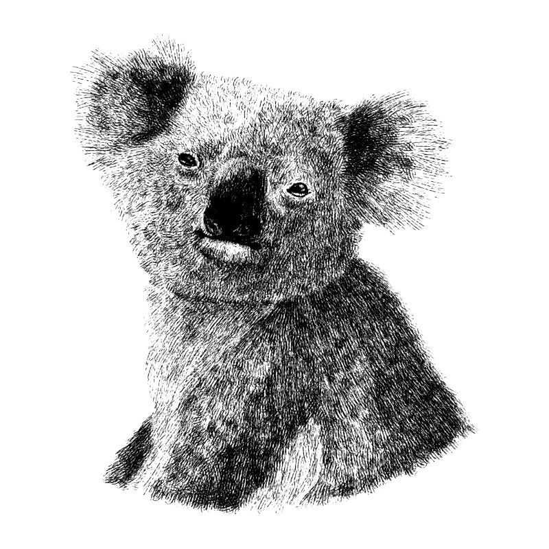 Koala Australie