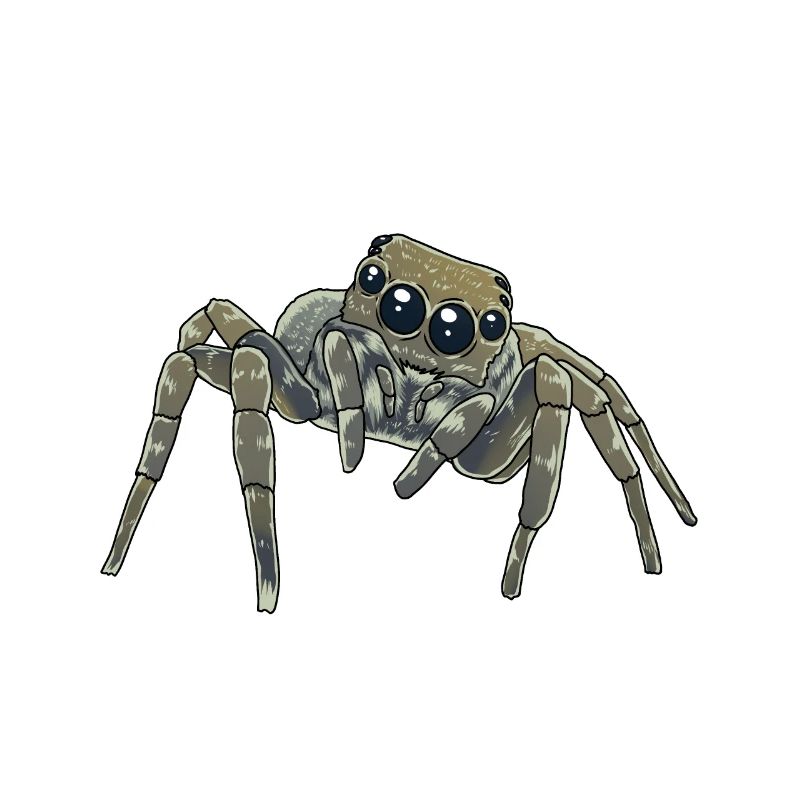 Horror Spider Phobia Panic Spider Halloween