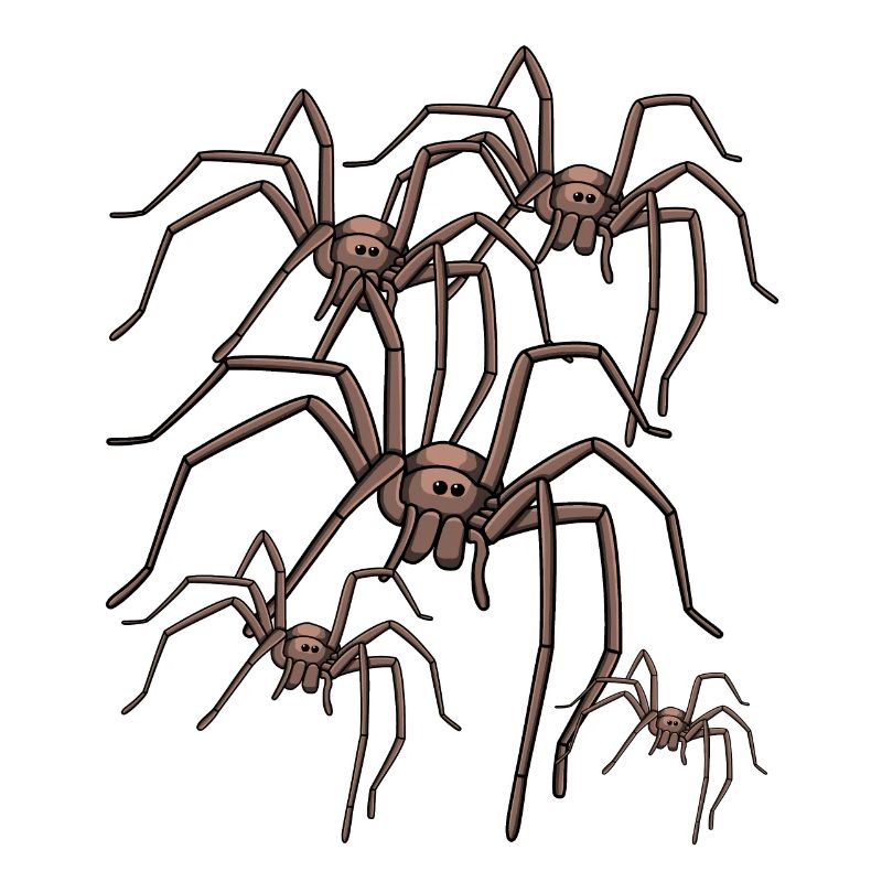 spider spider spider phobia panic phobia