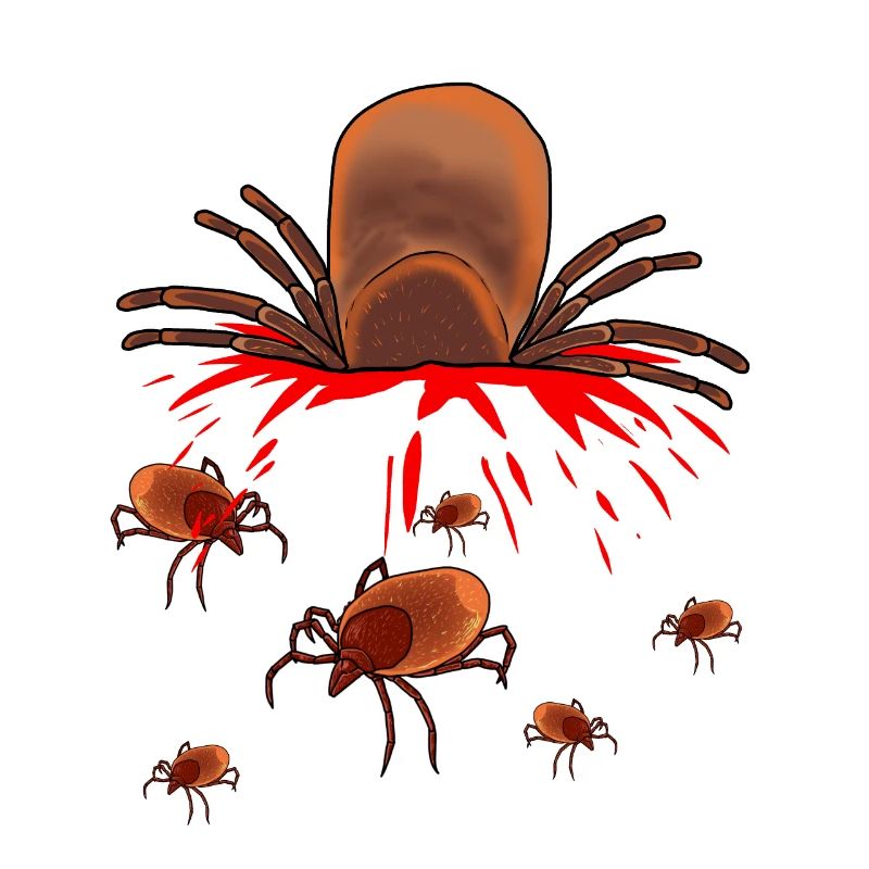 Zecche Wild Vermin Pest Pest Fobia Disgusto