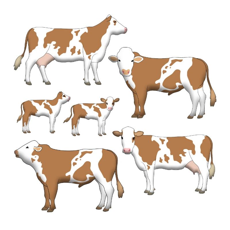 Simmental cattle selection