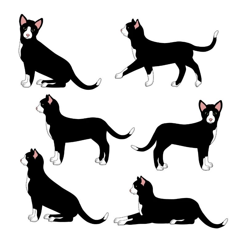 sélection de chat noir et blanc
