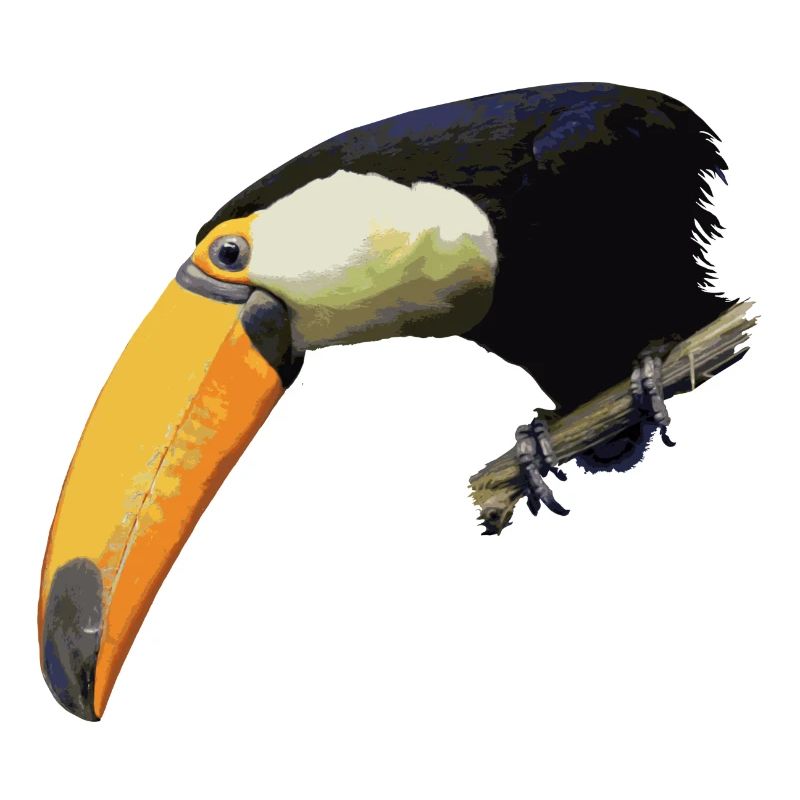 toucan