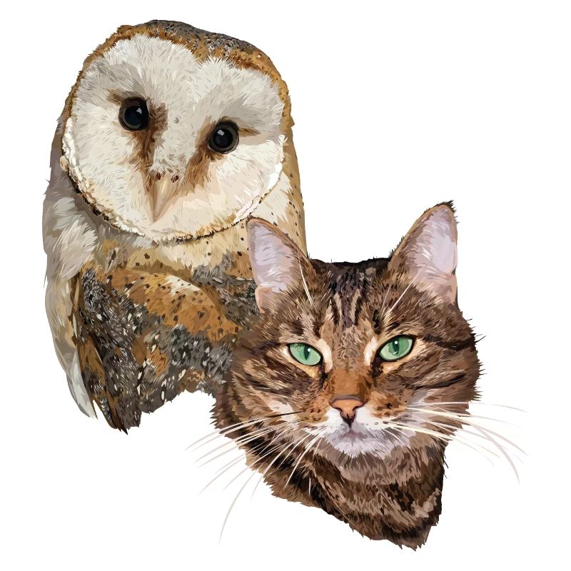 Chat et hibou