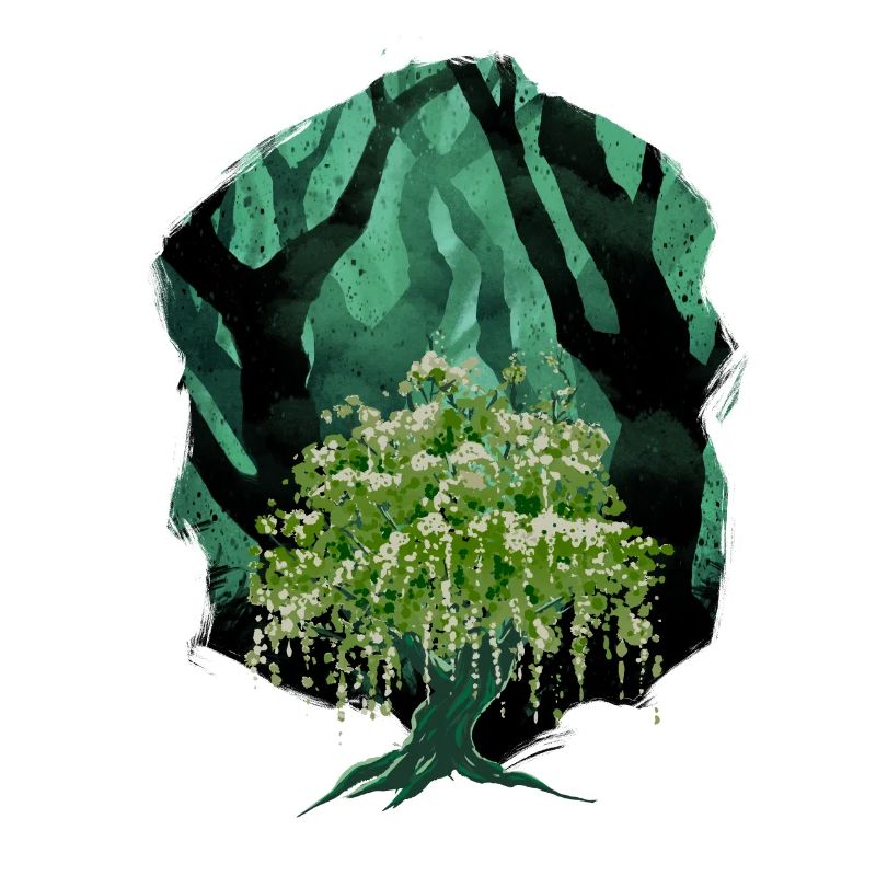 Forest, Nature, Botany, Flora