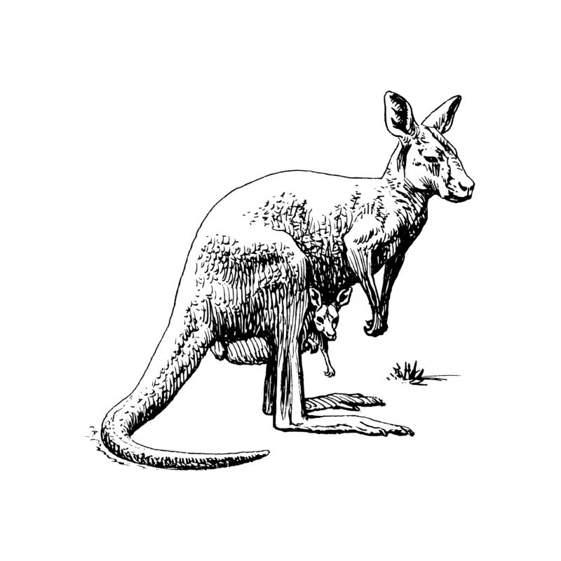 Känguru