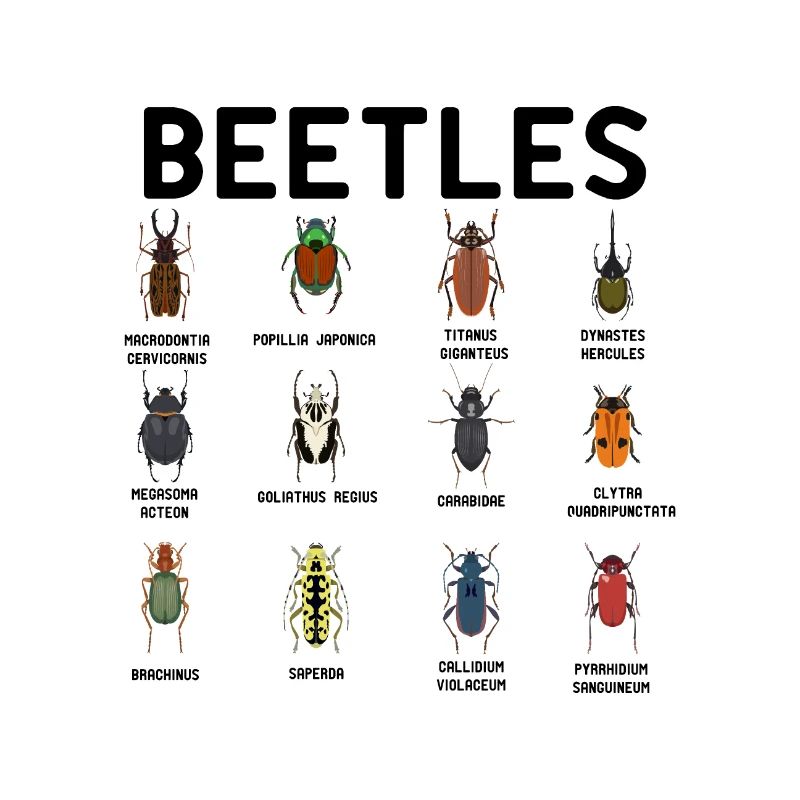 Beetles