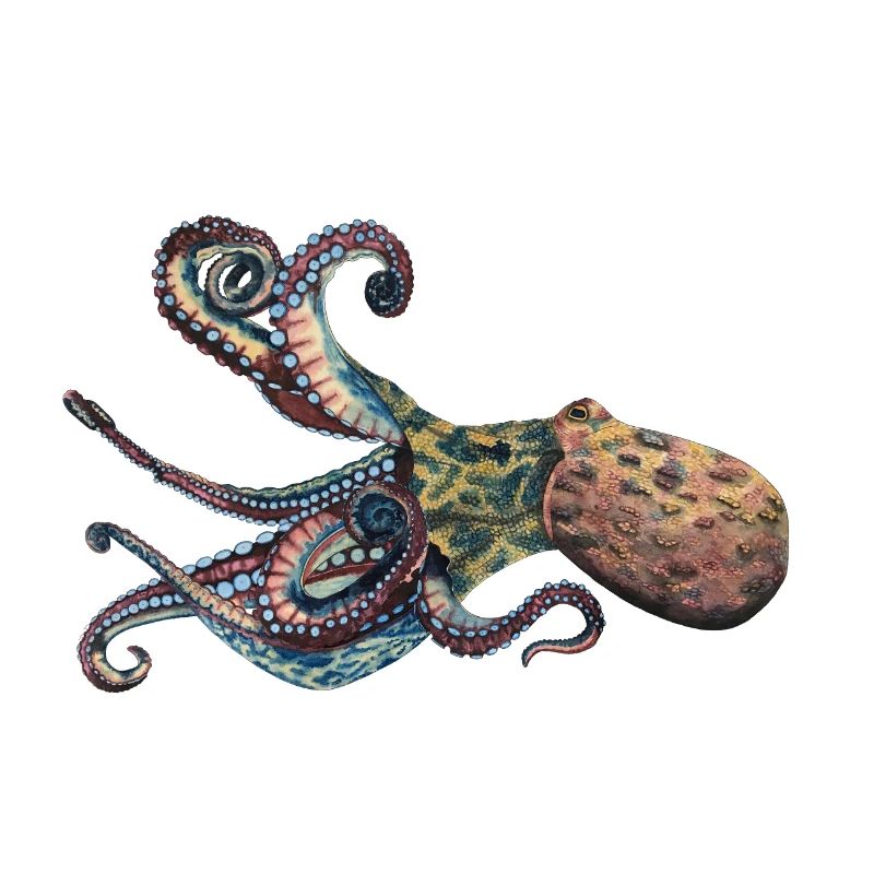 Octopus Squid