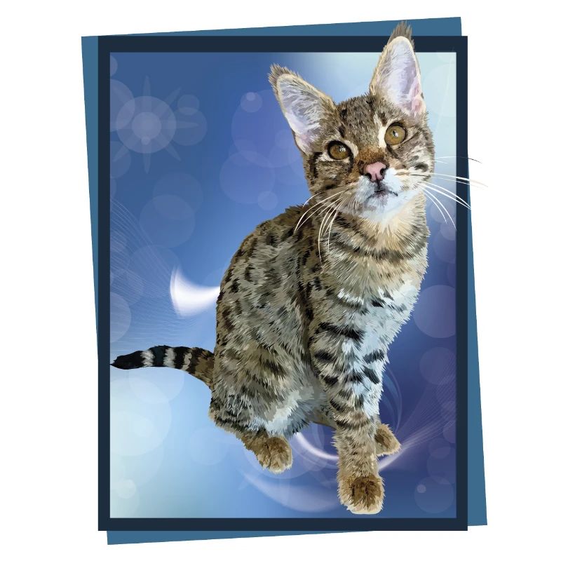 Tabby