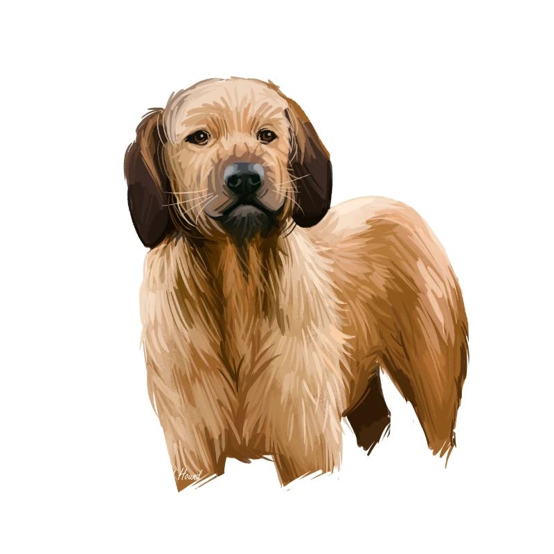 Styrian Coarse Haired Hound Dog Illustration
