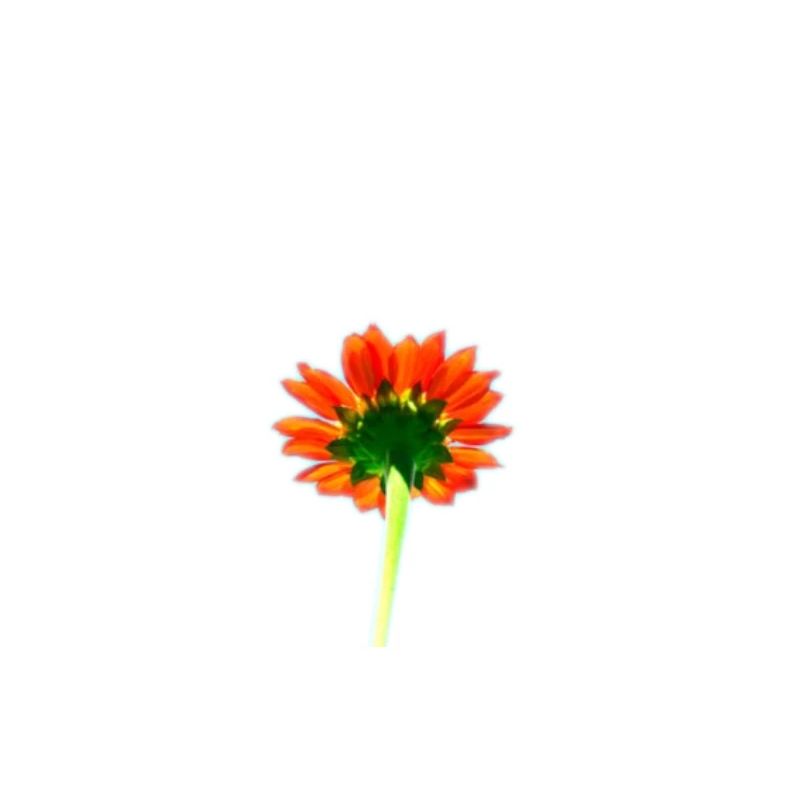 Schlichte rote Blume