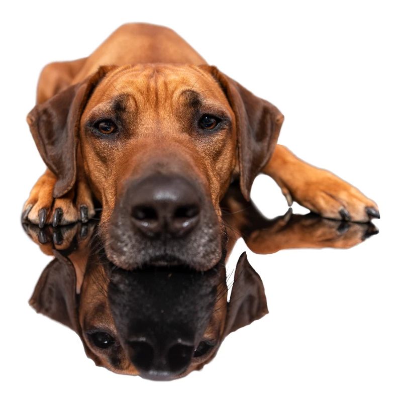 Rhodesian Ridgeback Photo - Mirror Image