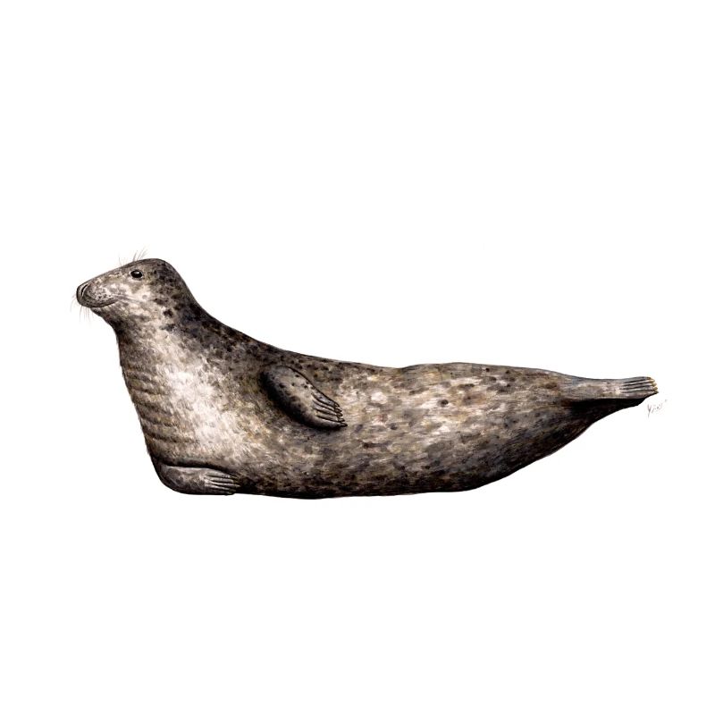 Grau Siegel - Siegel Grau - Grau Phoque