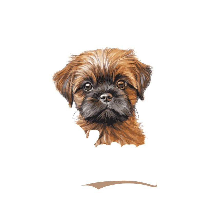 Griffon de Bruxelles : pas de peluches